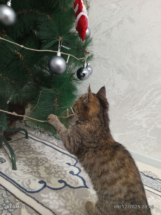 Уй мушуклари бор