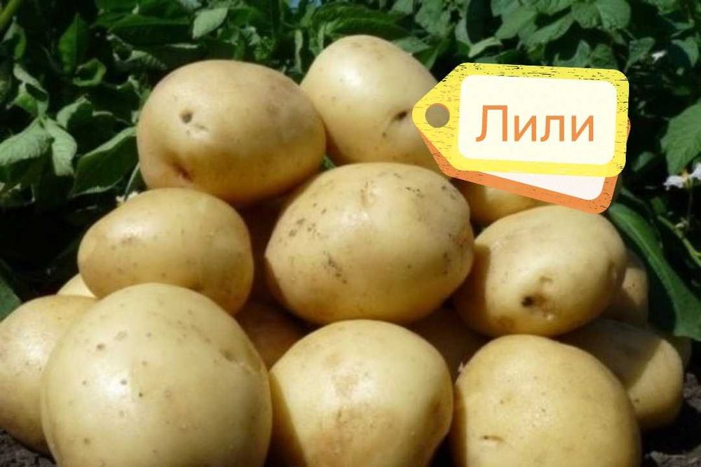 Картофель семенной 5 сортов