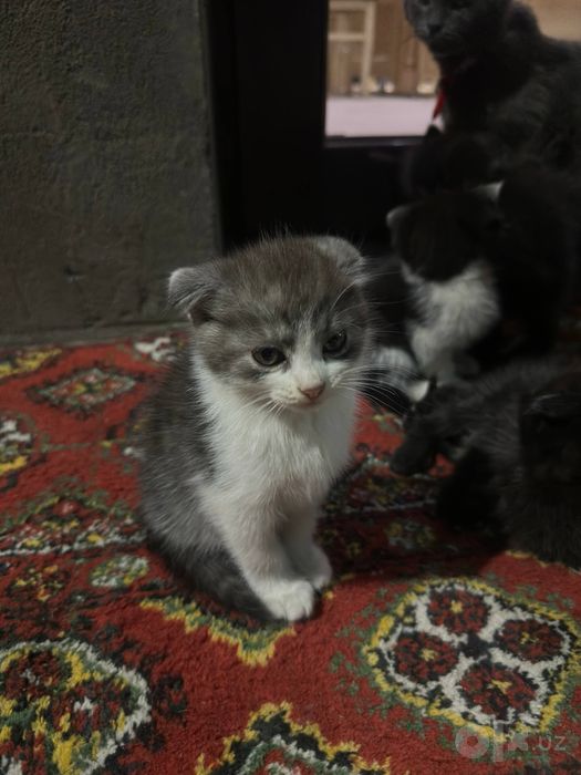 бесплатные котята 2шт
