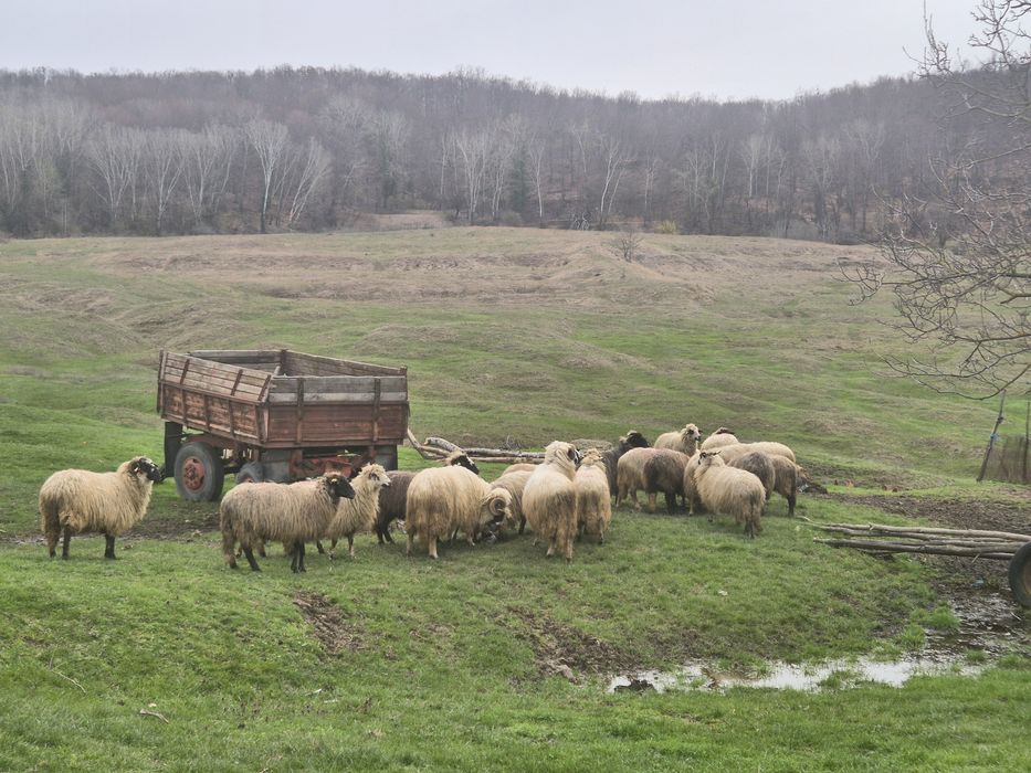 Oi de rasă de vânzare