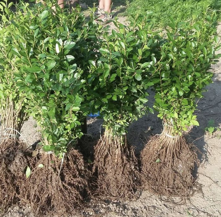 Lemn cainesc gard viu