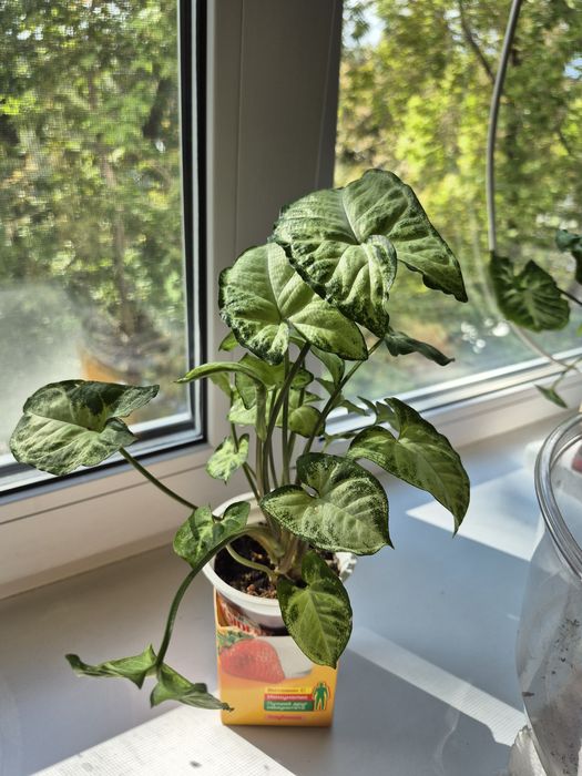 Продам Сингониум