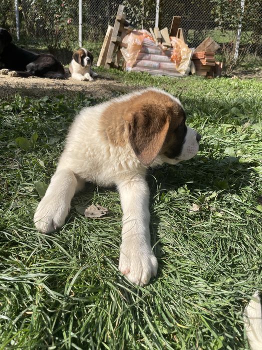 Femela Saint Bernard cu pedigree