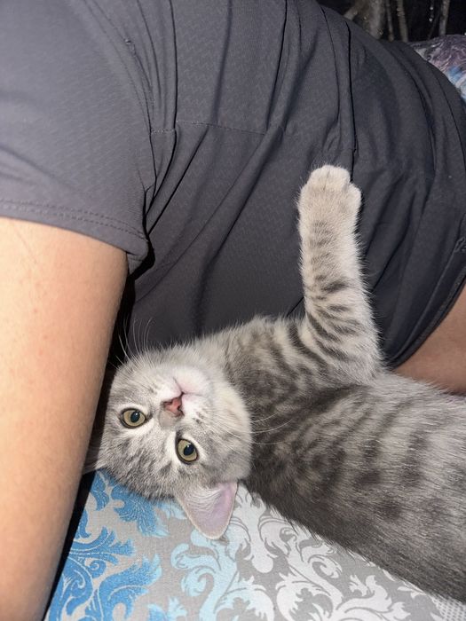 Отдам котенка, мальчик