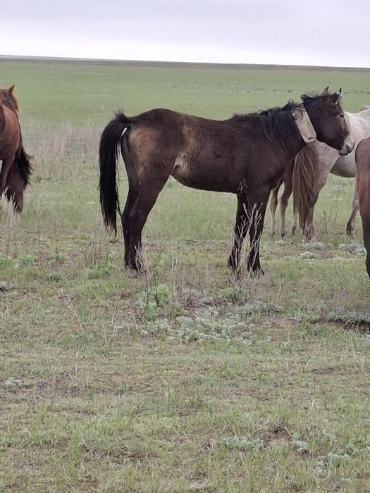 Кунажын байтал 2 жасар