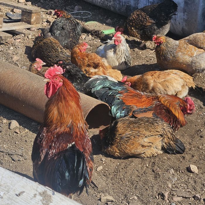 Продам инкубационные яйца