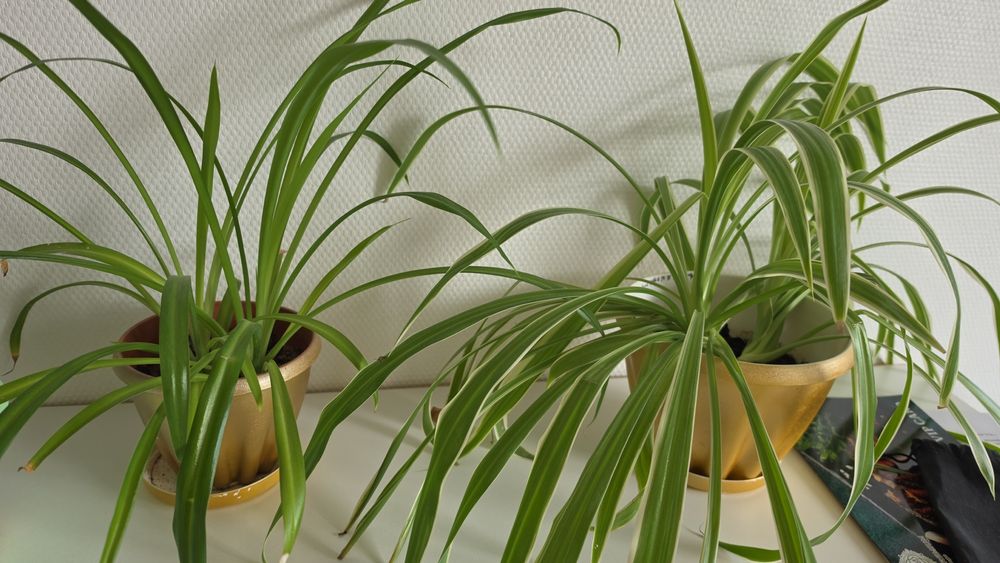 Хлорофитум 2 вида