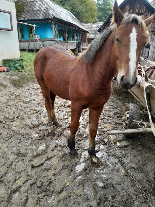 VÂND 2 MÂNZI frumosi