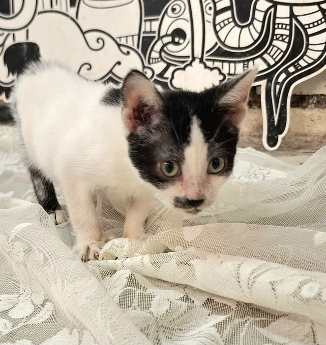 Търсим любящ дом! Две прекрасни котенца на 4 месеца за осиновяване