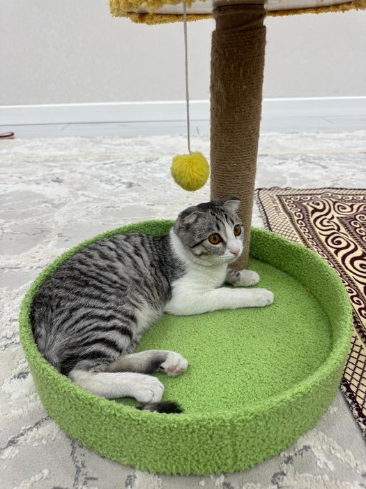 Шотландский вислоухая кошка