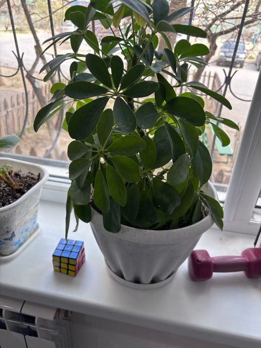 Цветы для дома дом