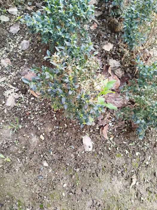 Shamshod. Kochat juda arzon narxda