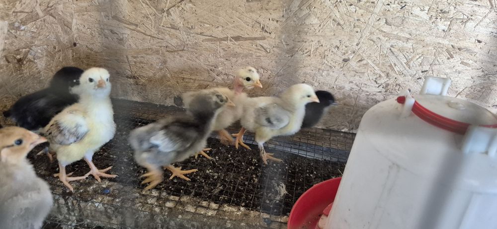 Балапан / Цыплята