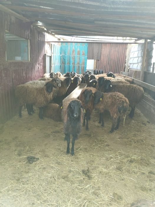 Кой Токты сатылады