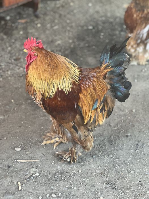 Vand cocosi brahma