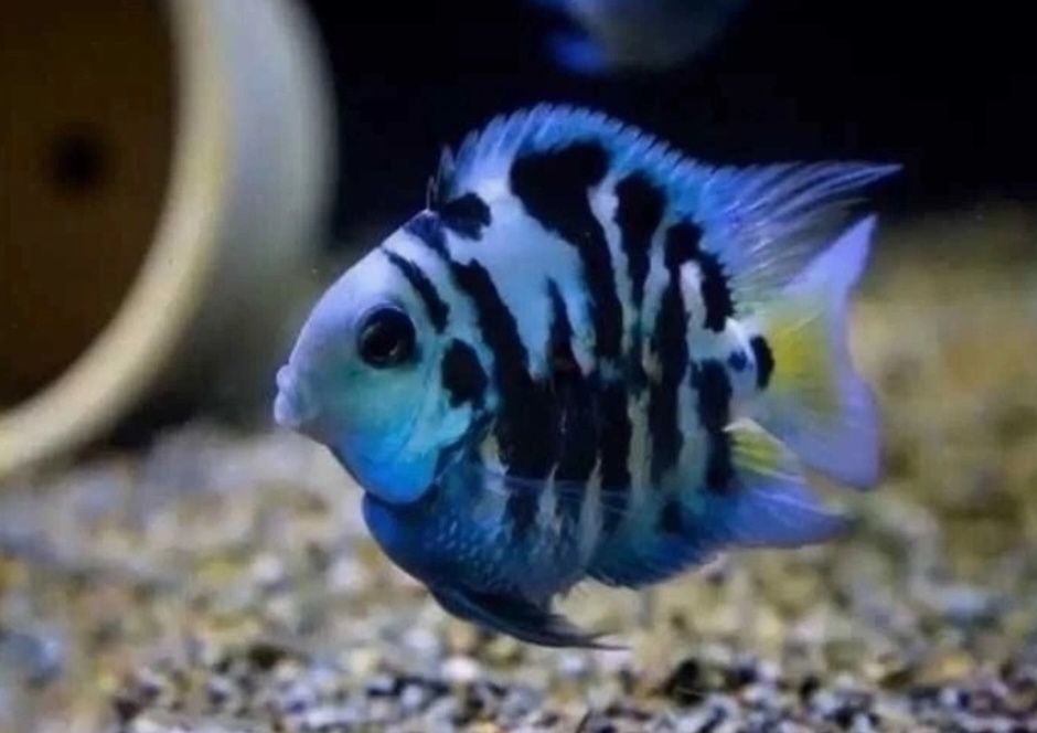 Рыбки для акварюма