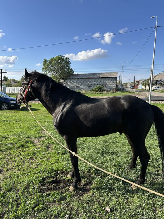 Жорға, Жорга, Иноходец