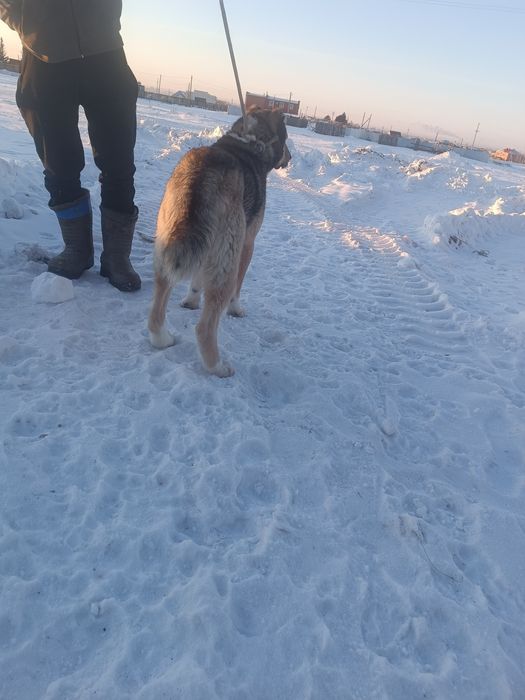 Төбет ит 1,5 жасар