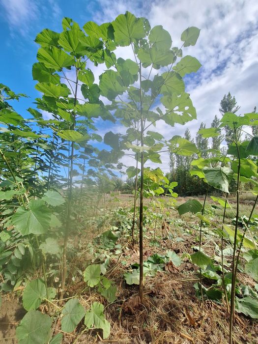 Арчалар хлма хил турдаги.
