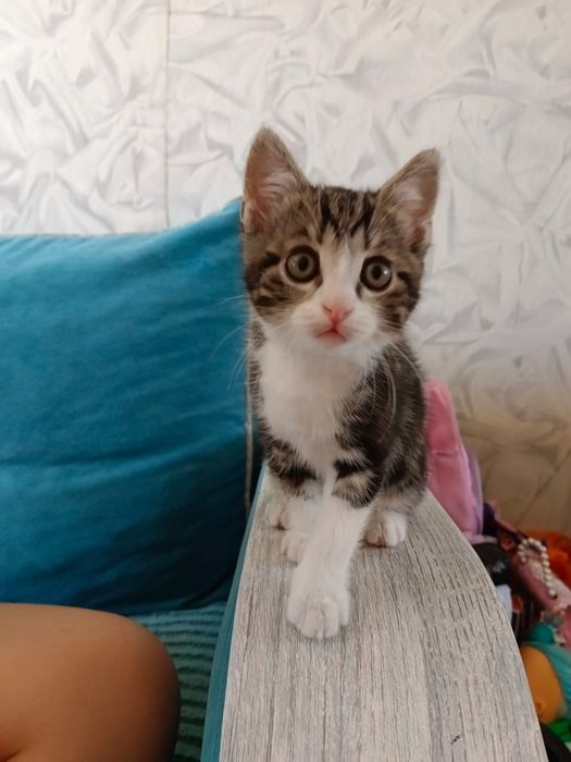 Отдам котенка в добрые руки