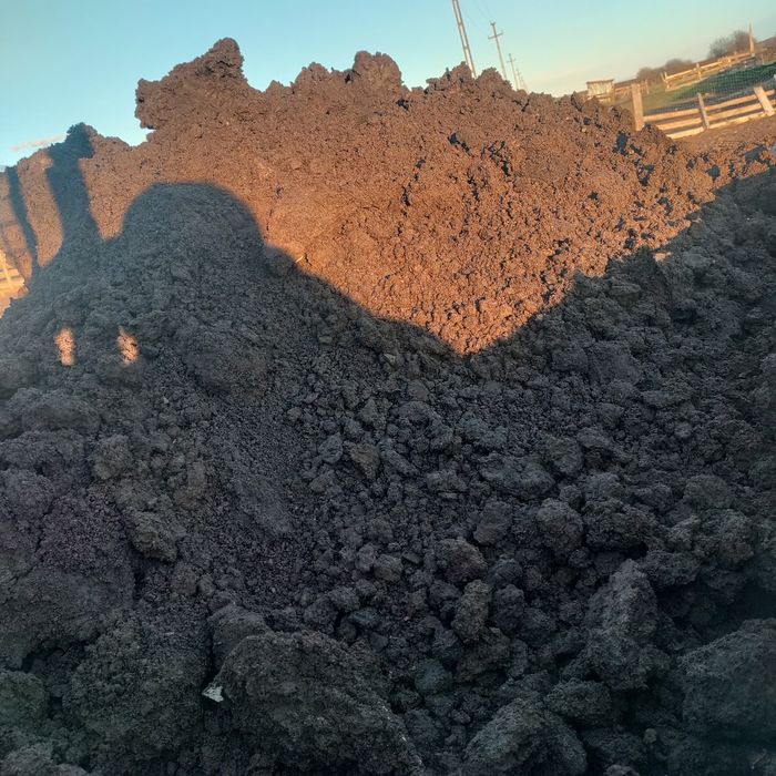 Mraniță putredă de oaie