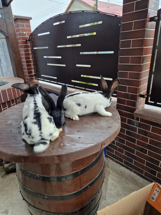 disponibili iepuri din rasa fluture german