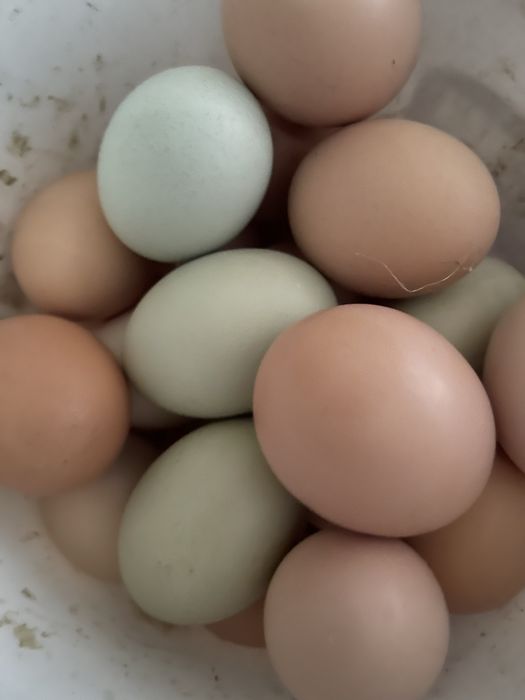 Oua de gaina de casa, oua verzi, oua de rata.