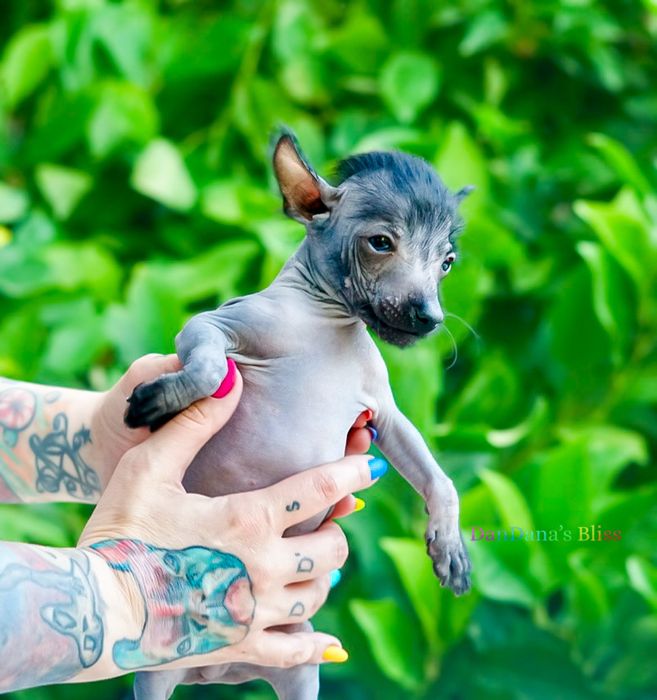 Xoloitzcuintli mini/xolo mini/mexican fara par cu pedigree - baietel