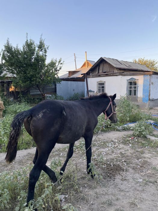 Ургашы тай сатылады