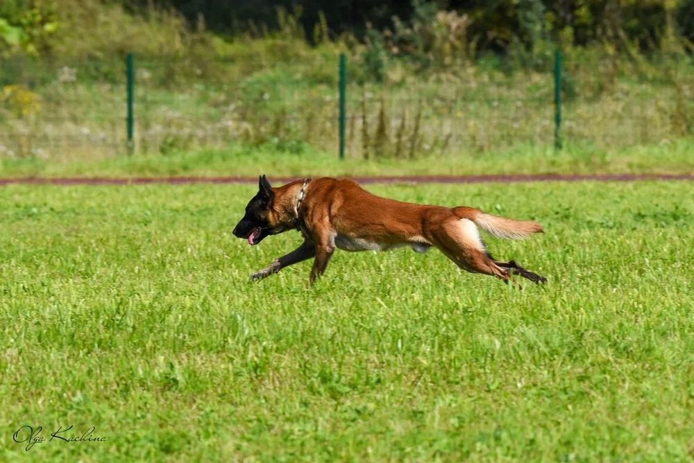 Вязка. Кобель малинуа