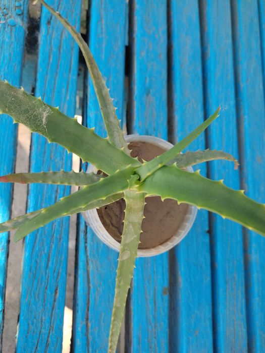 Продам Лечебное Алоэ