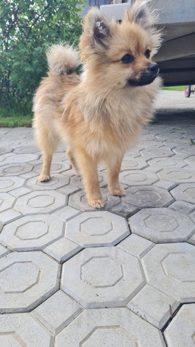 Spitz Pomeranian