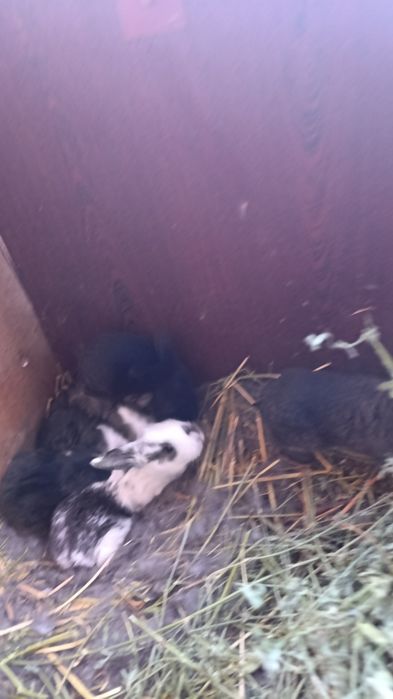 Крольчата  месячные