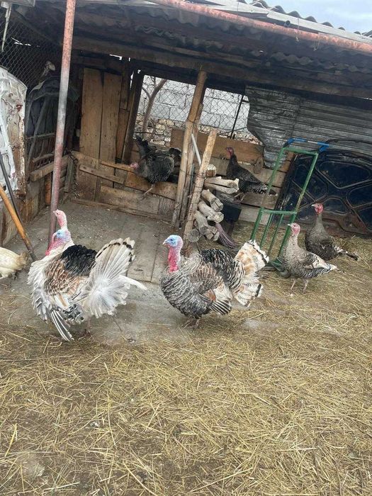 продам индюков .