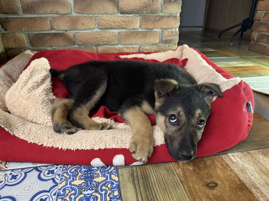 Собака ( щенок девочка )