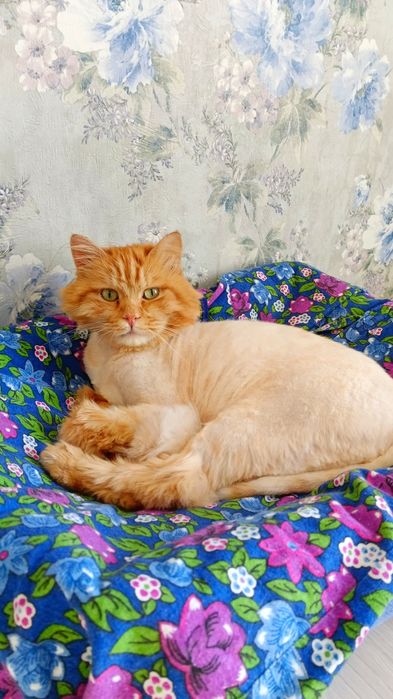Отдадим кота в хорошие руки.