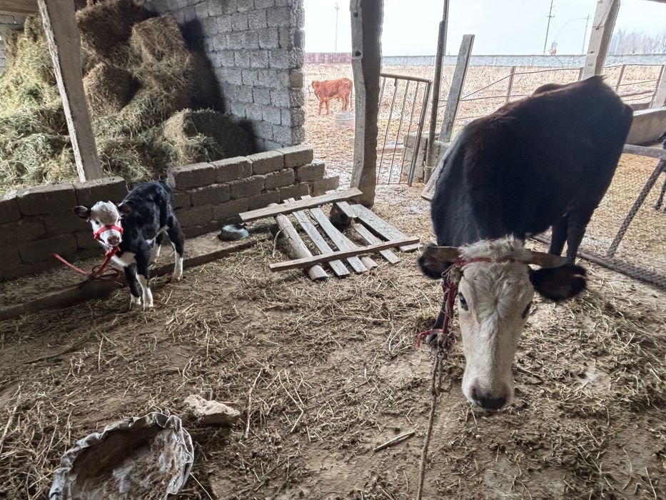 Сауынды сиыр бұзауымен