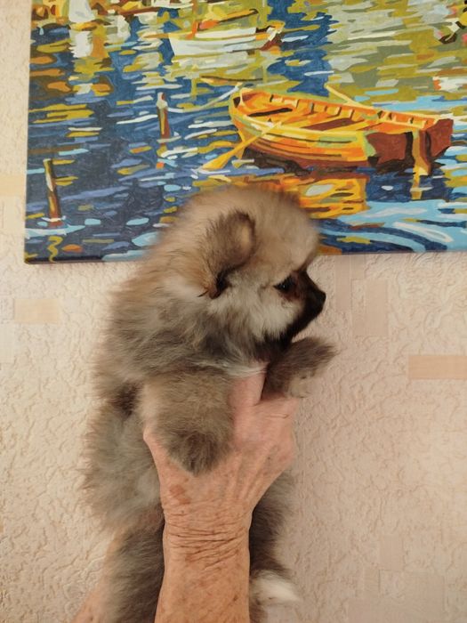 Девочка померанского шпица