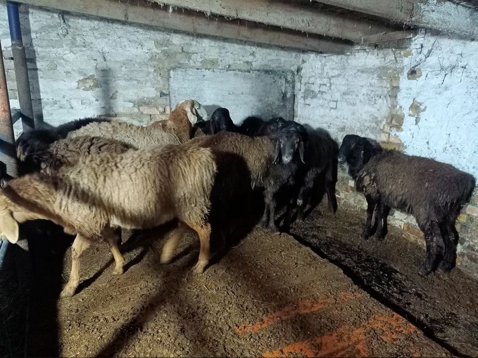 Кошкарлар сатылады