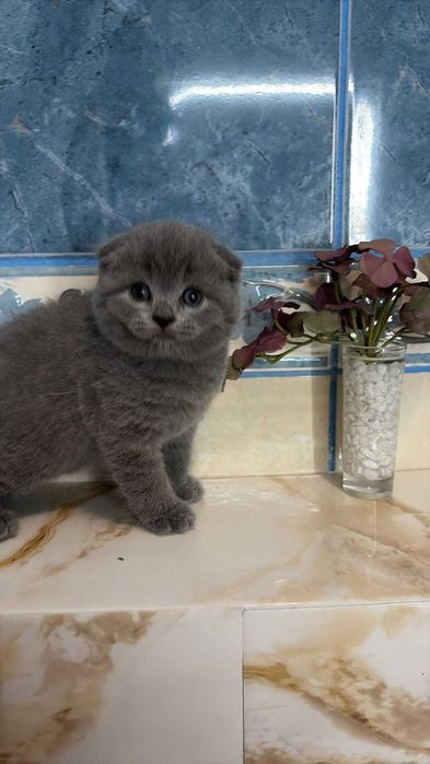 Pui de Brittish shorthair , Scottish fold