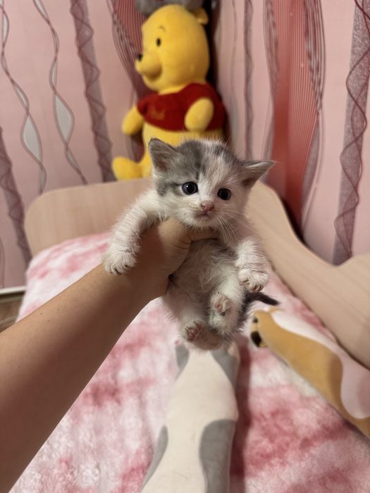 Котеночки в добрые руки