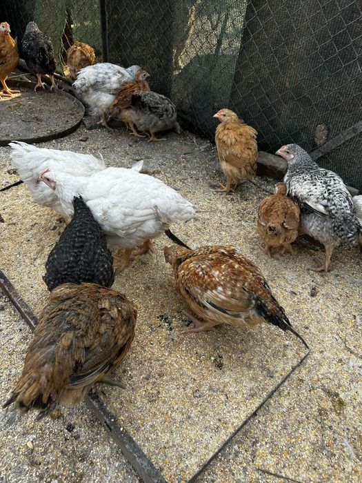 Vând puișori de țară au 8 săptămâni