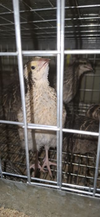 Продам перепёлок