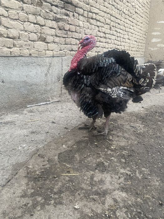 Продам индюка бронза