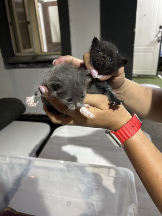 Отдам котят в добрые руки