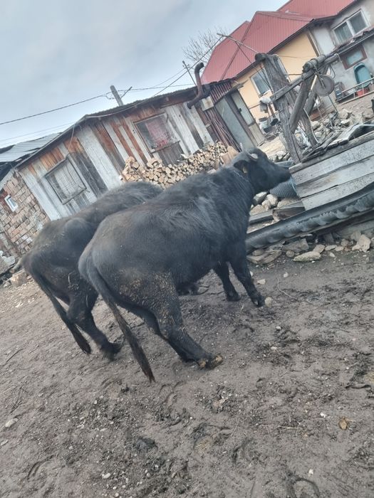 Vand 2 bivoli 11 si 5 ani