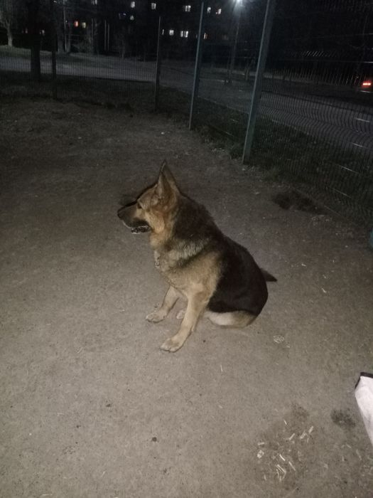 Немецкая овчарка вязка