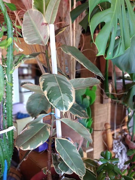 Распродажба саксийни цветя