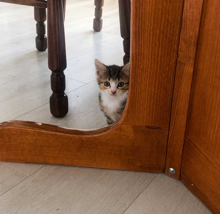 Отдадим котенка в добрые руки!