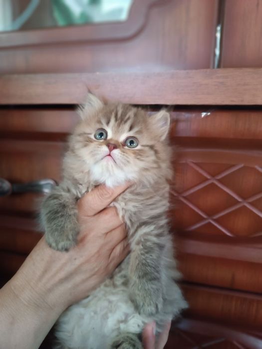 Sokol metro bekati yaqinida massajchilar tomonidan erotik massaj